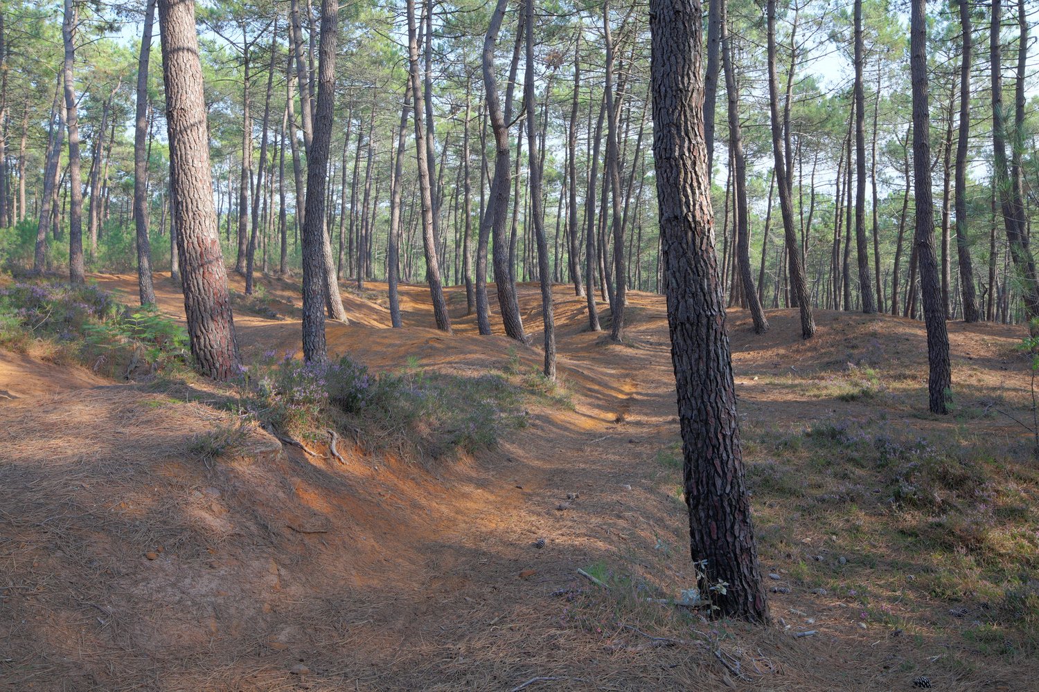 Lieu d'amusement de  VTT